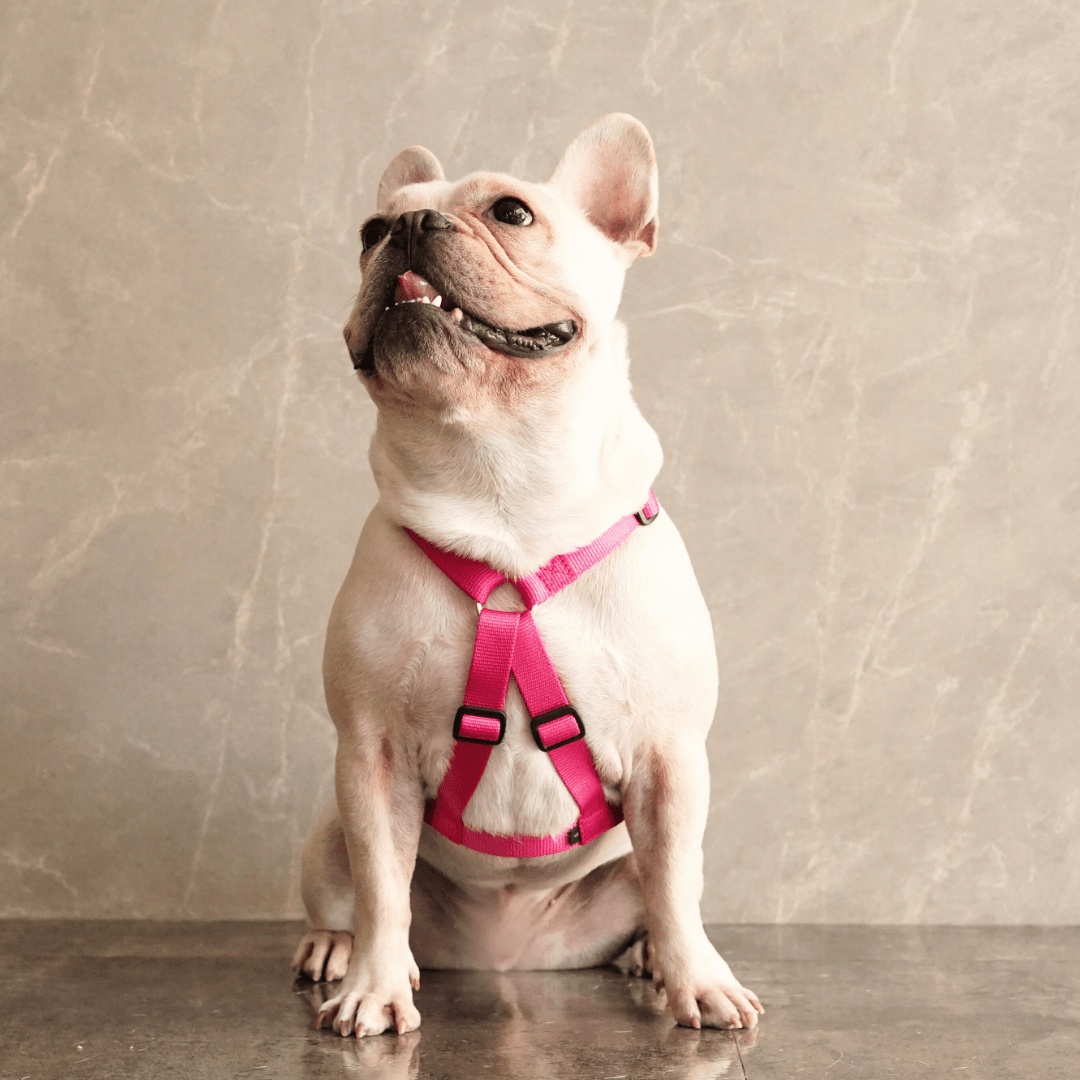 犬用ハーネス PERROS - 胸が厚く丸い犬用のXハーネス｜ペット用首輪・ハーネス｜犬用ハーネス PERROS - 胸が厚く丸い犬用のXハーネス | 革新的デザインで快適