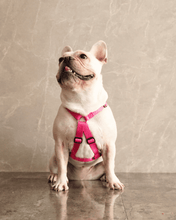 犬用ハーネス PERROS - 胸が厚く丸い犬用のXハーネス｜ペット用首輪・ハーネス｜犬用ハーネス PERROS - 胸が厚く丸い犬用のXハーネス | 革新的デザインで快適