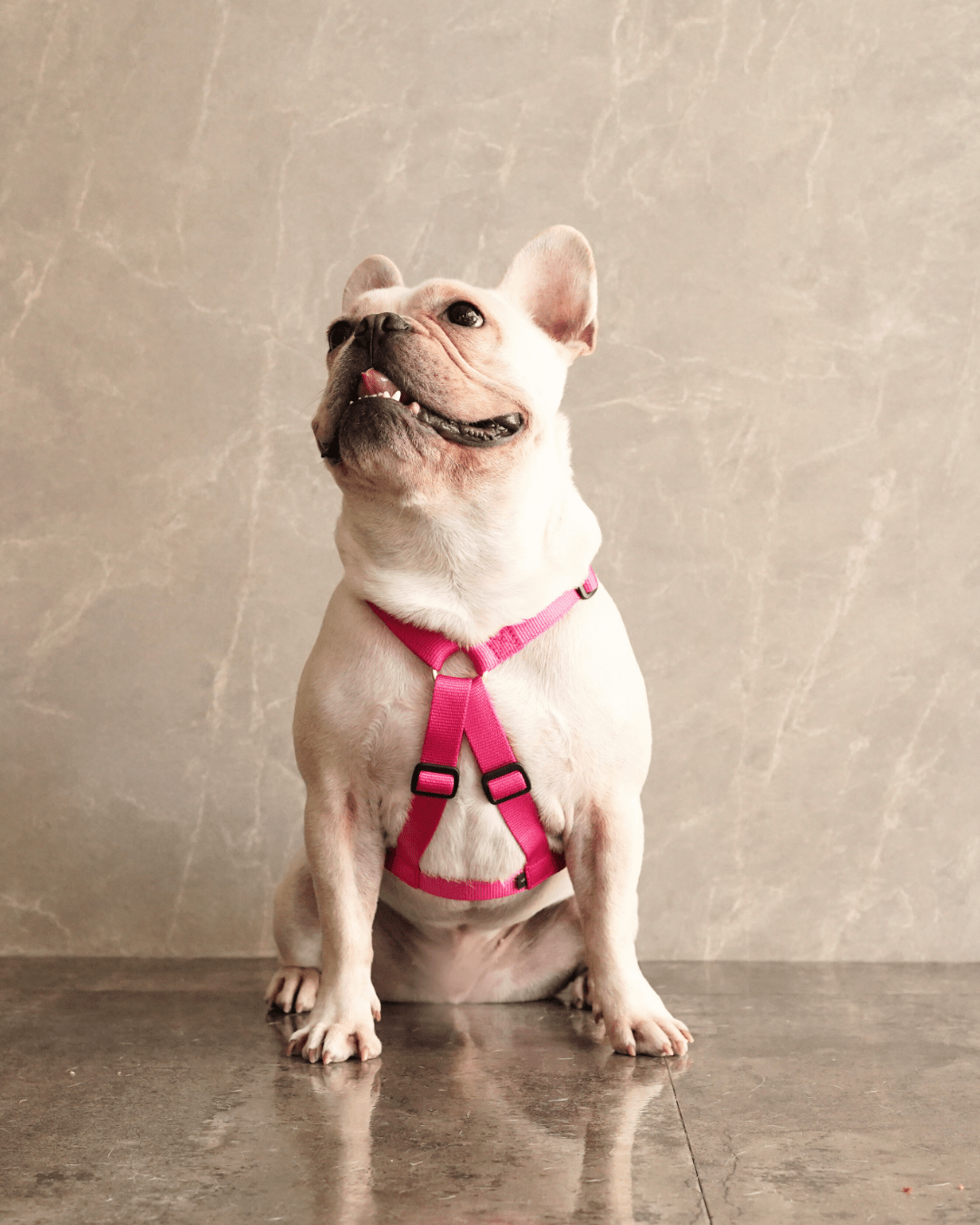犬用ハーネス PERROS - 胸が厚く丸い犬用のXハーネス｜ペット用首輪・ハーネス｜犬用ハーネス PERROS - 胸が厚く丸い犬用のXハーネス | 革新的デザインで快適