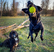 犬用ハーネス PERROS - 胸が厚く丸い犬用のXハーネス｜ペット用首輪・ハーネス｜犬用ハーネス PERROS - 胸が厚く丸い犬用のXハーネス | 革新的デザインで快適｜フレンチブルドッグ ボストンテリア パグ ピッドブル