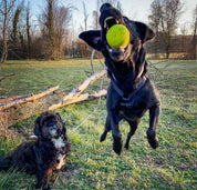 犬用ハーネス PERROS - 胸が厚く丸い犬用のXハーネス | 革新的デザインで快適｜ペット用首輪・ハーネス