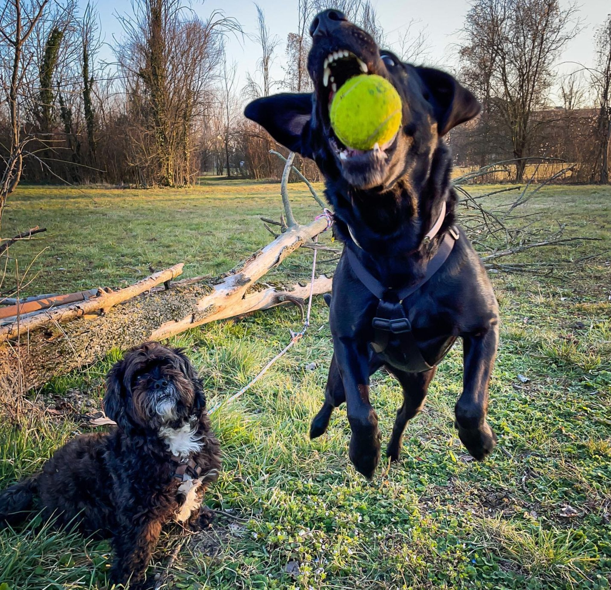 犬用ハーネス PERROS - 胸が厚く丸い犬用のXハーネス | 革新的デザインで快適｜ペット用首輪・ハーネス