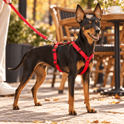 犬用ハーネス PERROS（ペルロス）ロッソ｜首を通さないH型・Y型 イタリア製｜犬用ハーネス｜犬用ハーネス PERROS（ペルロス）ロッソ｜首を通さないH型・Y型 イタリア製