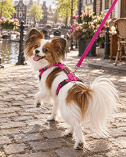 犬用ハーネス PERROS（ペルロス）フクシアピンク｜首を通さないH型・Y型 イタリア製｜犬用ハーネス｜犬用ハーネス PERROS（ペルロス）フクシアピンク｜首を通さないH型・Y型 イタリア製