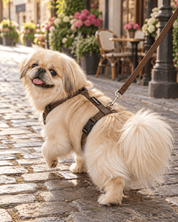 犬用ハーネス PERROS（ペルロス）チョコレート｜首を通さないH型・Y型 イタリア製｜犬用ハーネス｜犬用ハーネス PERROS（ペルロス）チョコレート｜首を通さないH型・Y型 イタリア製