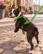 犬用ハーネス PERROS（ペルロス）パラキートグリーン｜首を通さないH型・Y型 イタリア製｜犬用ハーネス｜犬用ハーネス PERROS（ペルロス）パラキートグリーン｜首を通さないH型・Y型 イタリア製