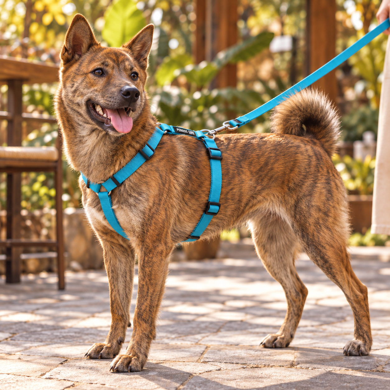 犬用ハーネス PERROS（ペルロス）ターコイズ｜首を通さないH型・Y型 イタリア製｜犬用ハーネス｜犬用ハーネス PERROS（ペルロス）ターコイズ｜首を通さないH型・Y型 イタリア製