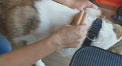 抜け毛取り ZOORO グルーミングコーム 短毛用 犬 猫 うさぎ 換毛期 アンダーコート