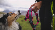 犬用ハーネス 4dox コンフォートプラス 首に優しい 引っ張り防止 中型犬 大型犬