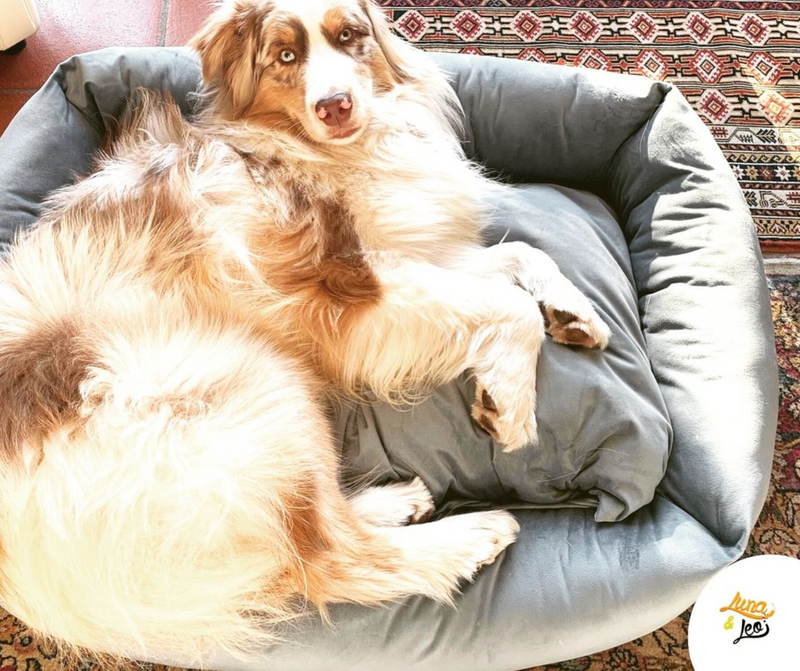 犬用ベッド Leo & Lunaレオエルナ ペット用ベッド -ベルベット