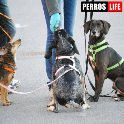 犬用リード PERROS 1.2Mリード  1.4Mリード 3Mリード 多様な長さ クッション付きリード
