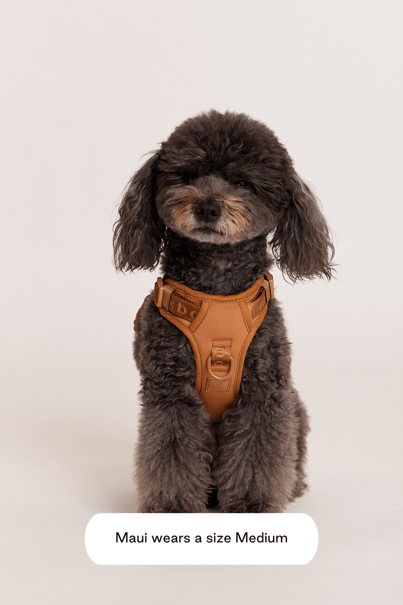 maxbone easy fit harness for dogs 