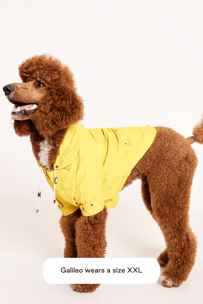 maxbone dog raincoat 